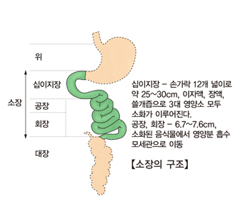 소장의 혈관 장애